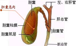 胆囊息肉有哪些症状(图1)