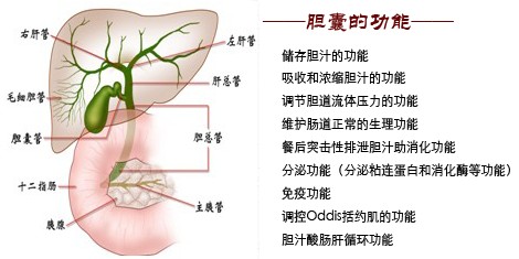 小小息肉，没了胆？“这买卖不划算”(图1)